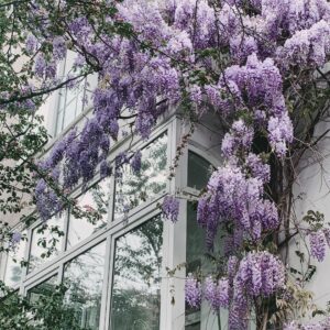 Für Deine Fassadenbegrünung Pflanzen richtig auswählen: Blauregen für einen romantischen Flair!